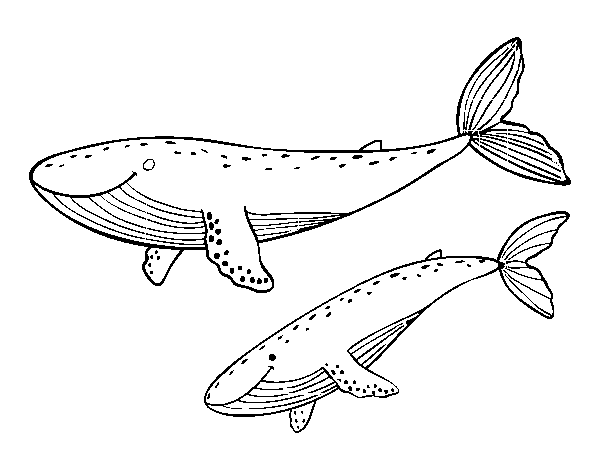Disegno di Balene da Colorare