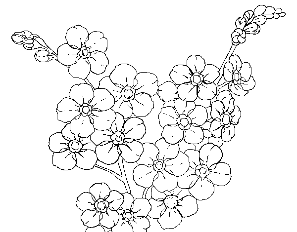 Disegno di Fiore di ciliegio da Colorare