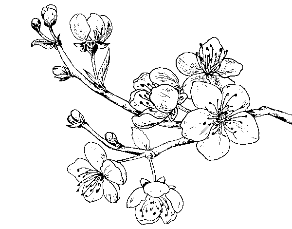 Disegno di Ramo di ciliegio da Colorare