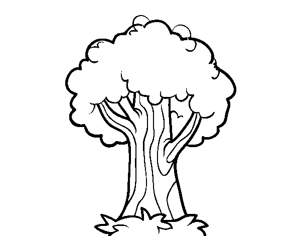 Disegno di Una quercia da Colorare