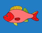 Pesce persico