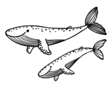 Disegno di Balene da colorare
