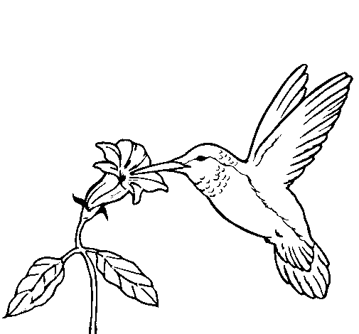 Disegno di Colibrì con un fiore  da Colorare