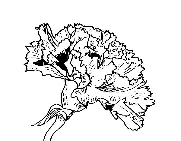 Disegno di Fiore di garofano da Colorare