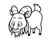 Disegno di Mangiare capra da colorare
