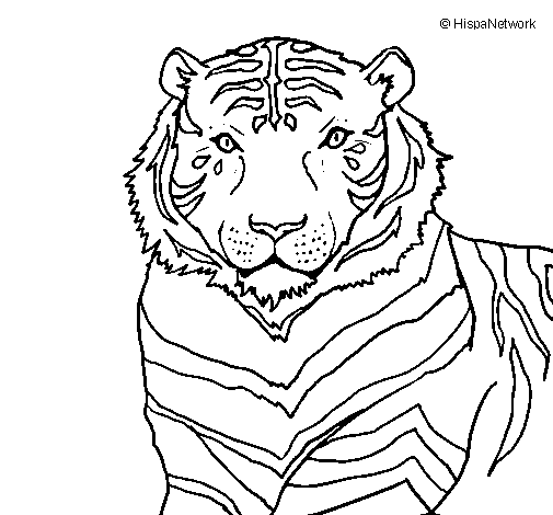 Disegno di Tigre da Colorare